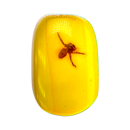 Insect in Amber