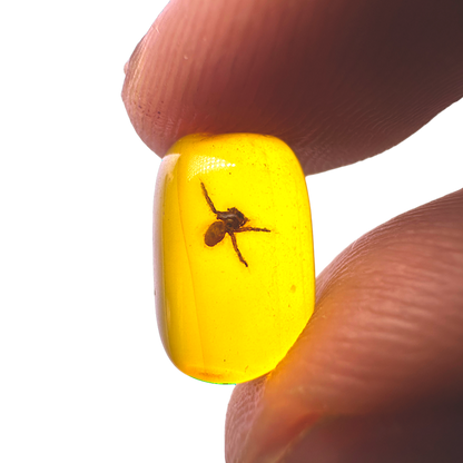 Insect in Amber