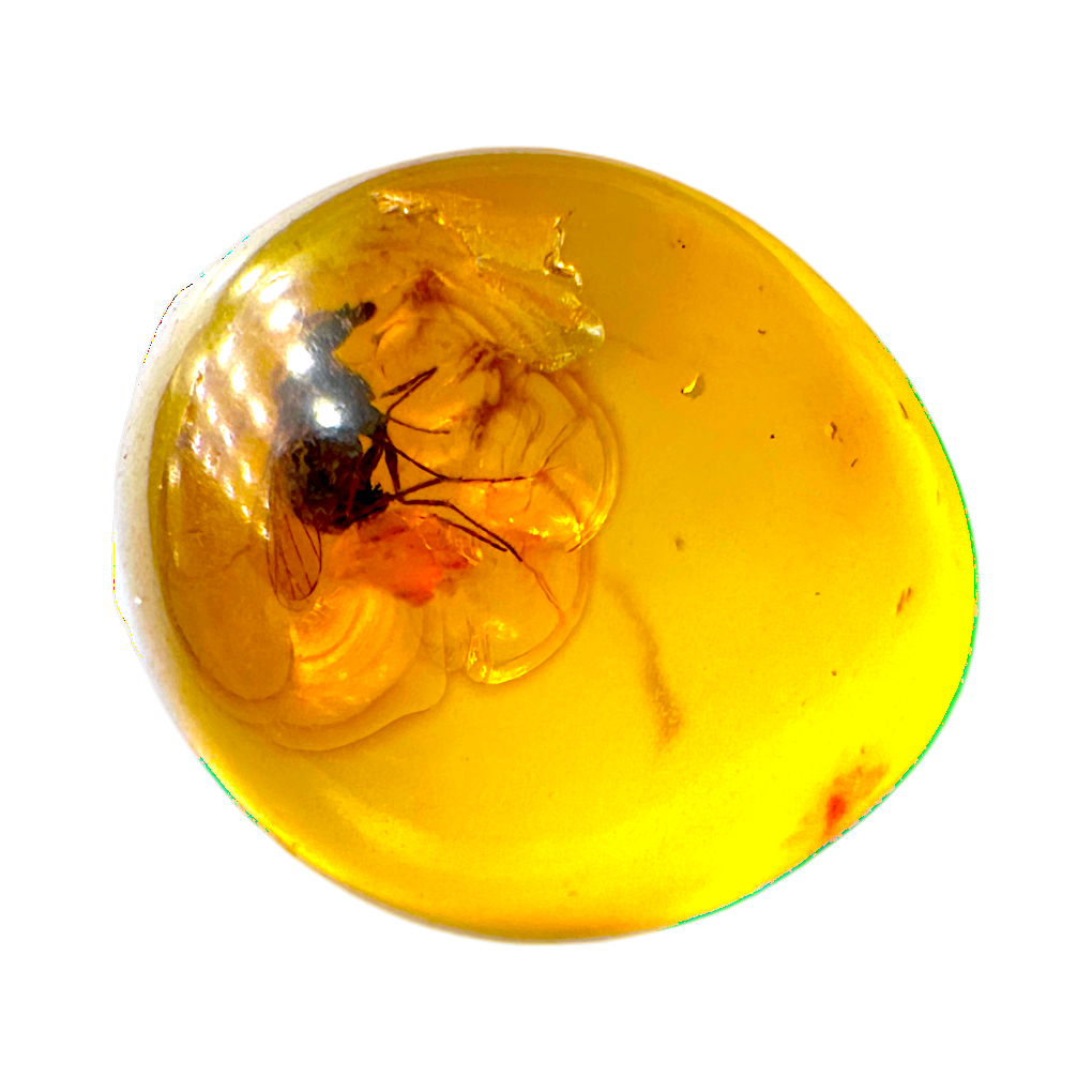 Insect in Amber