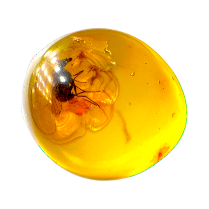 Insect in Amber