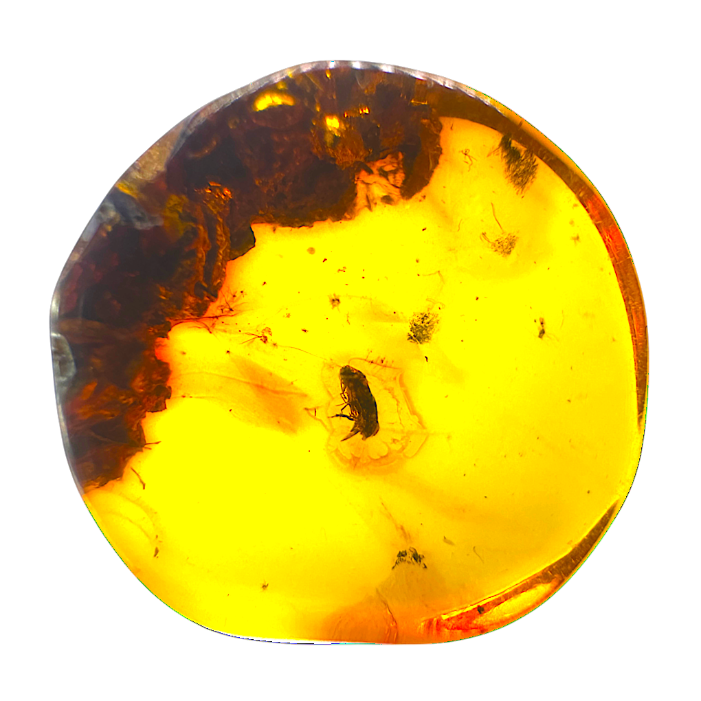 Insect in Amber