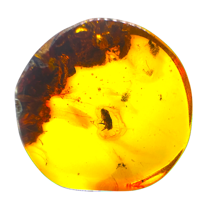 Insect in Amber