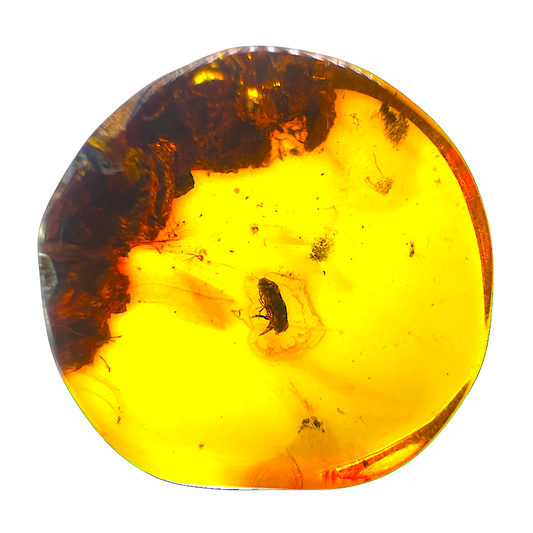 Insect in Amber