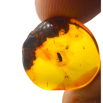 Insect in Amber