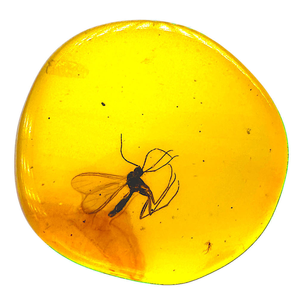 Insect in Amber