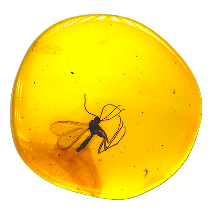 Insect in Amber