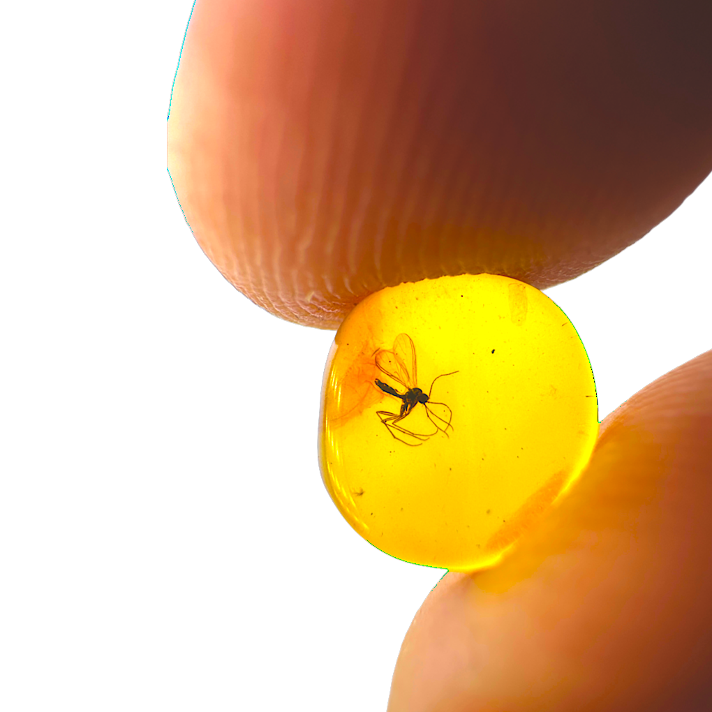 Insect in Amber