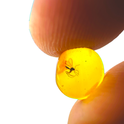 Insect in Amber