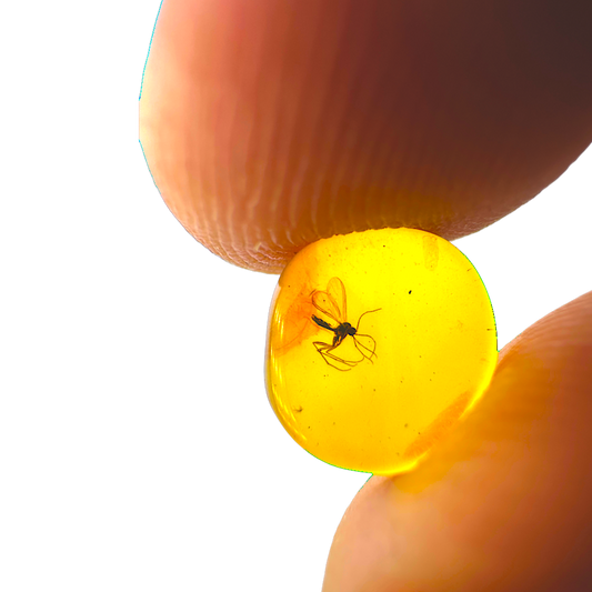Insect in Amber