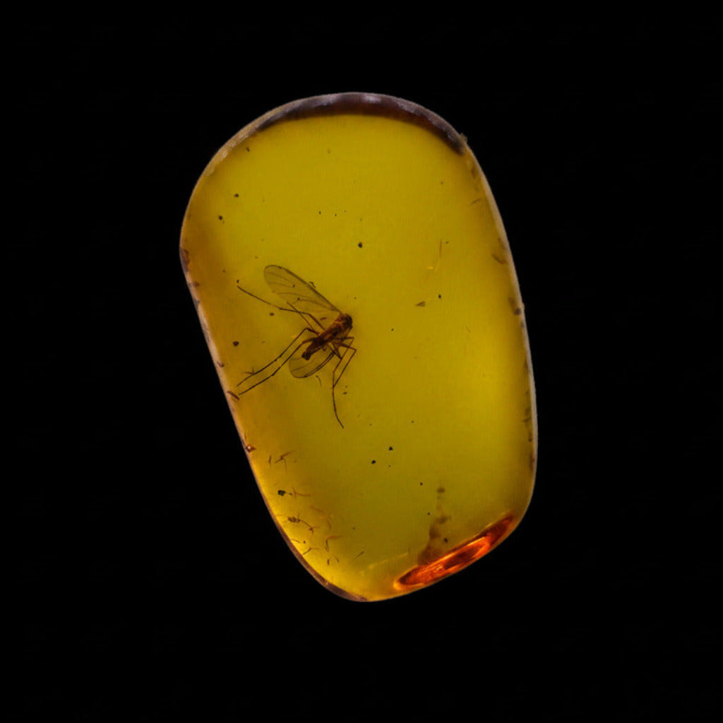 Insect in Amber