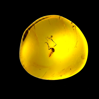 Insect in Amber