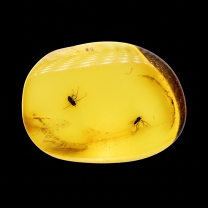 Insect in Amber