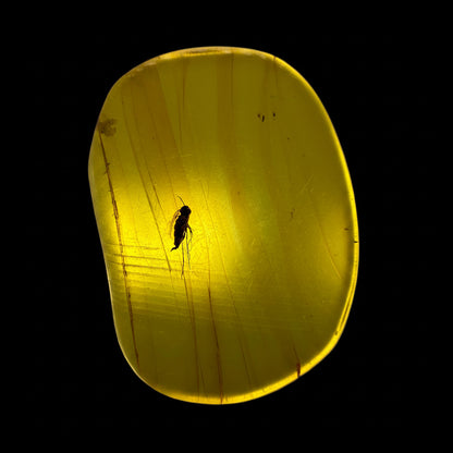 Insect in Amber