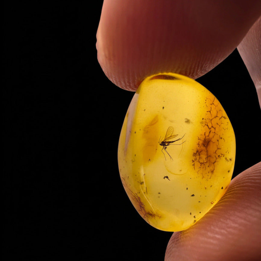 Insect in Amber