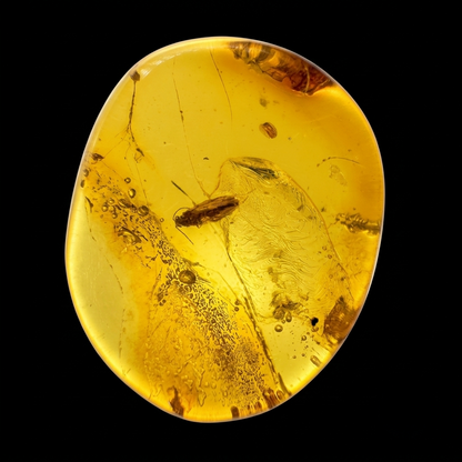 Insect in Amber