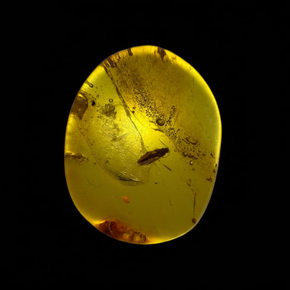 Insect in Amber