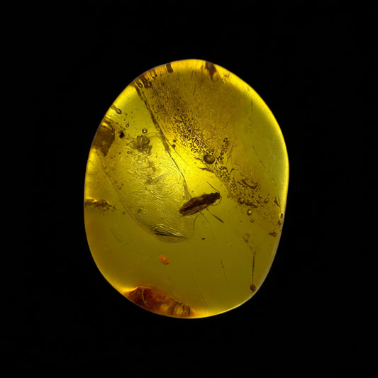 Insect in Amber