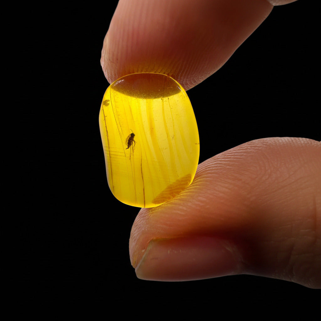 Insect in Amber