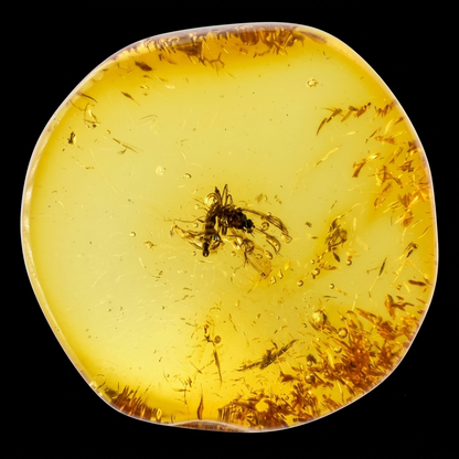 Insect in Amber