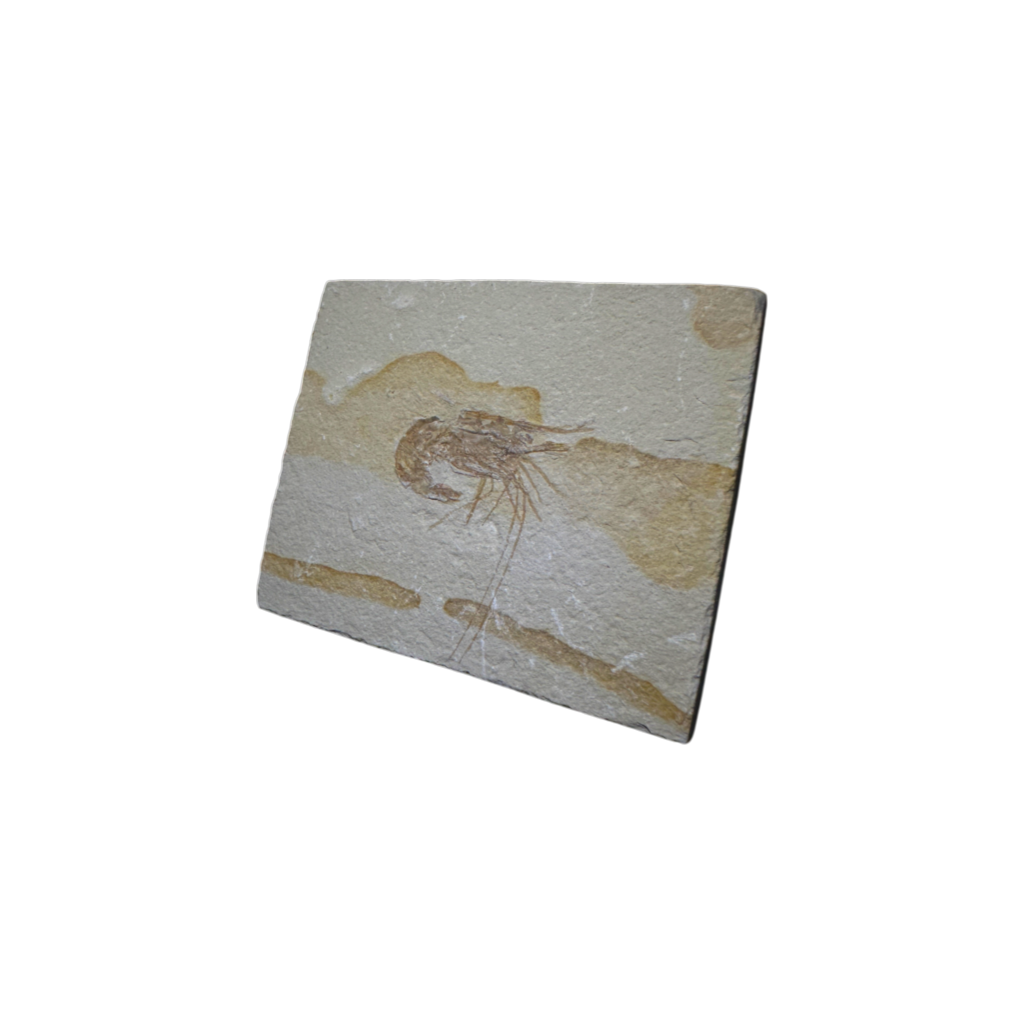 Shrimp Fossil