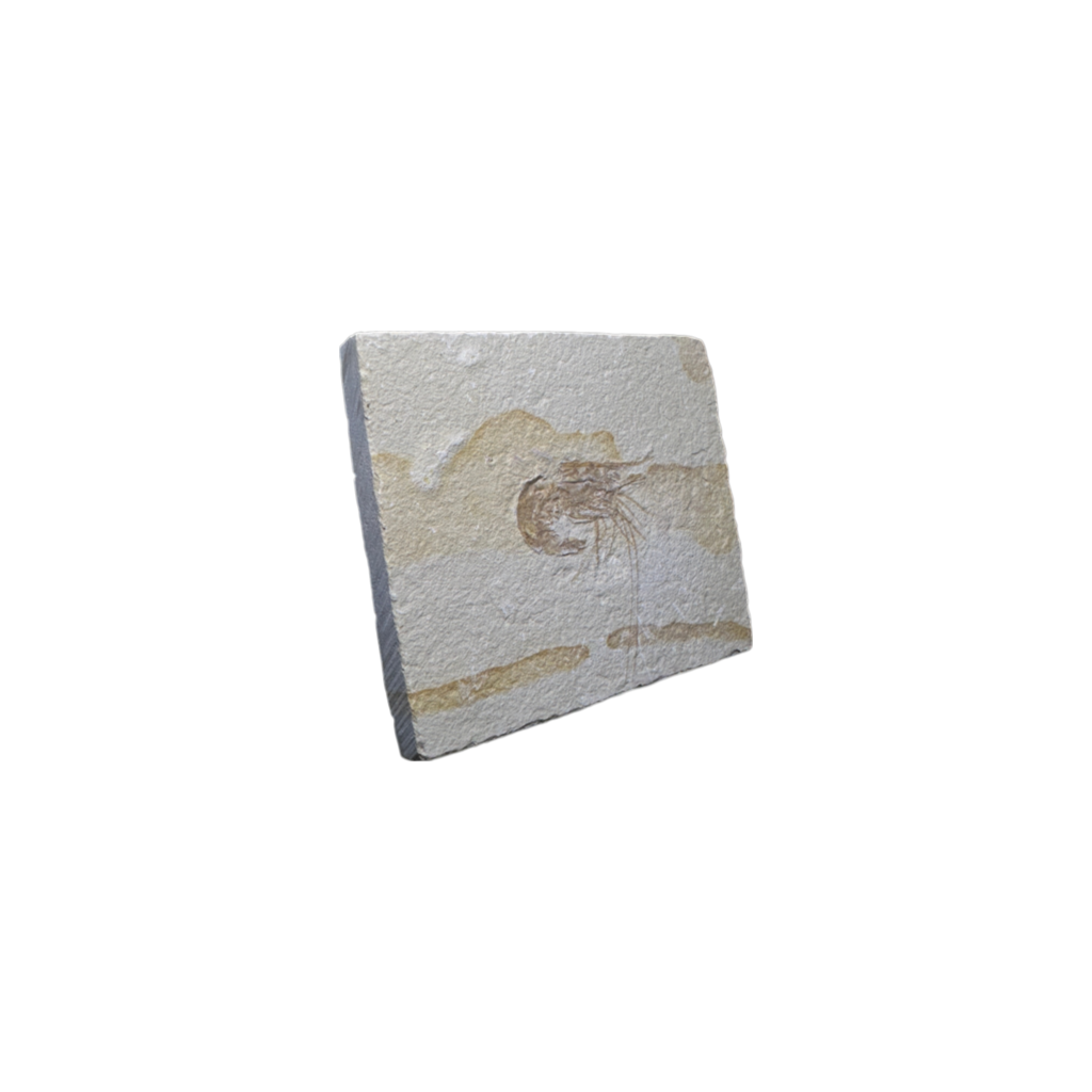Shrimp Fossil
