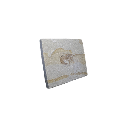 Shrimp Fossil