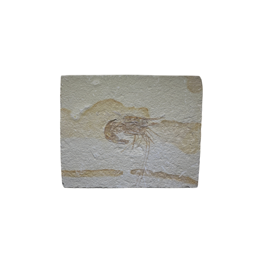 Shrimp Fossil