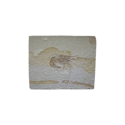 Shrimp Fossil