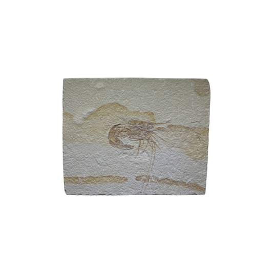 Shrimp Fossil