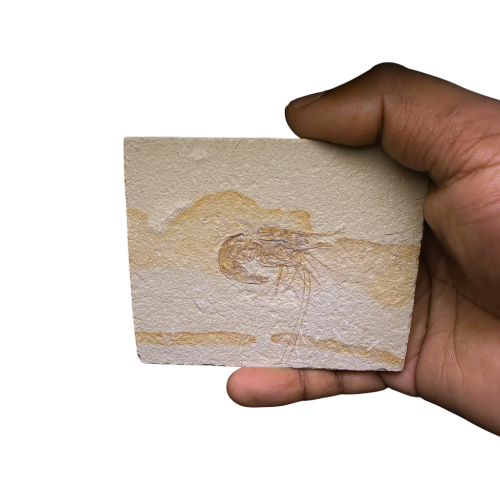 Shrimp Fossil