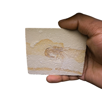 Shrimp Fossil