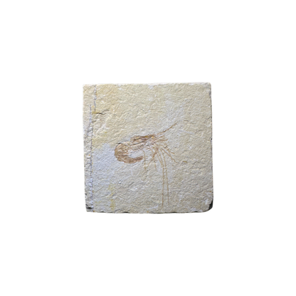 Shrimp Fossil