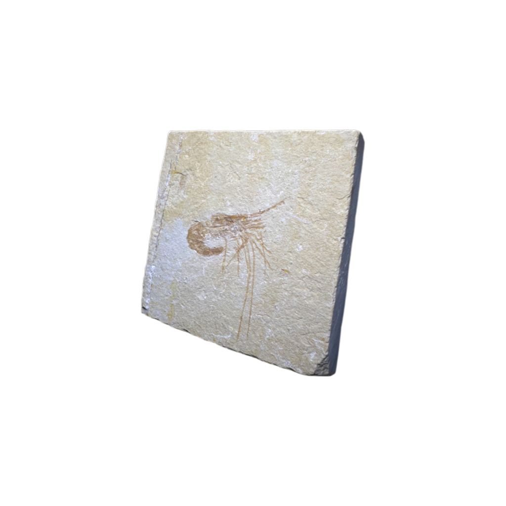 Shrimp Fossil