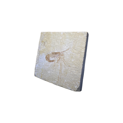 Shrimp Fossil