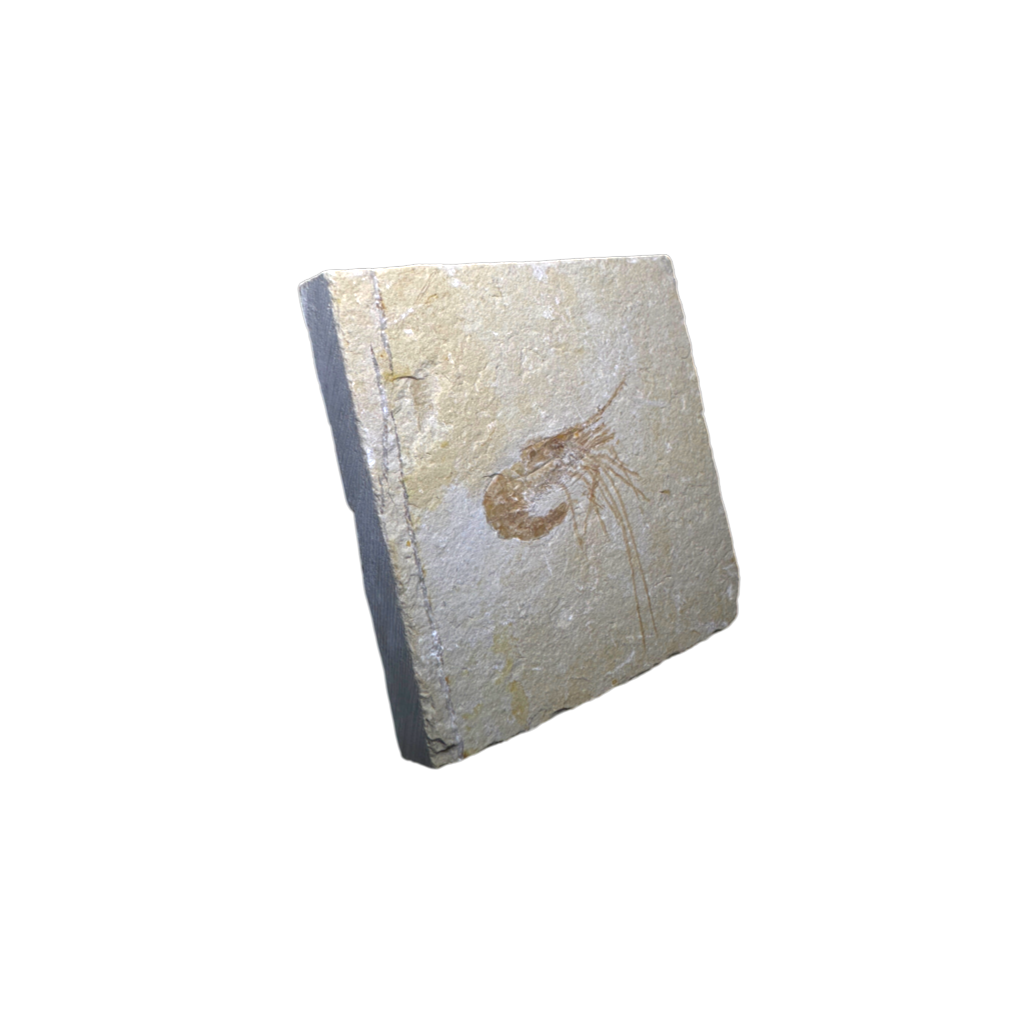 Shrimp Fossil