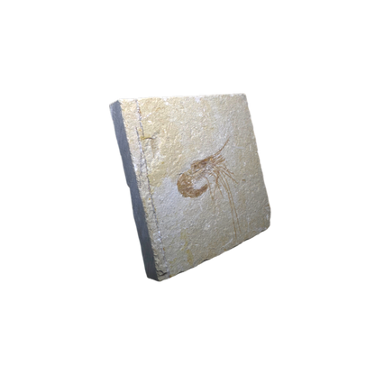 Shrimp Fossil