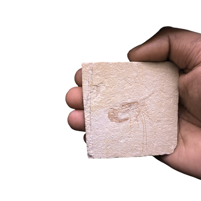 Shrimp Fossil