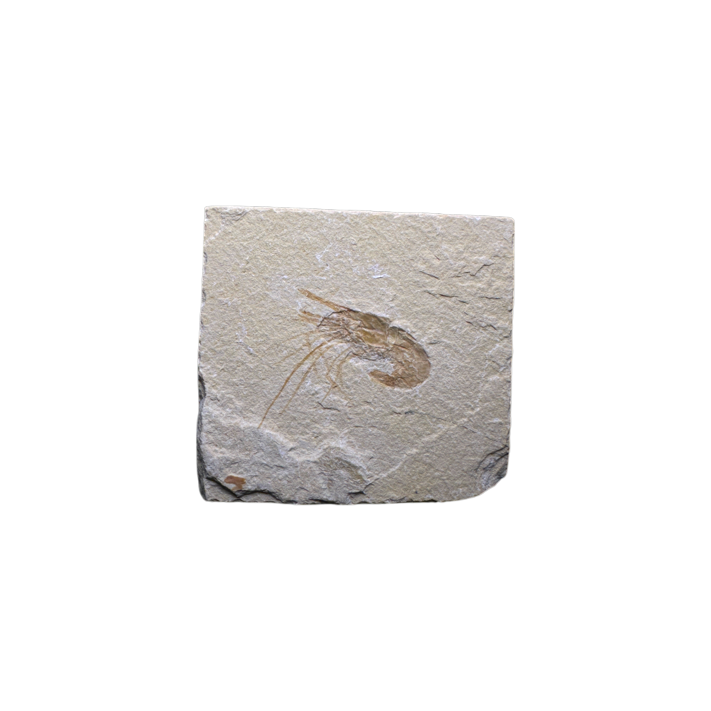 Shrimp Fossil