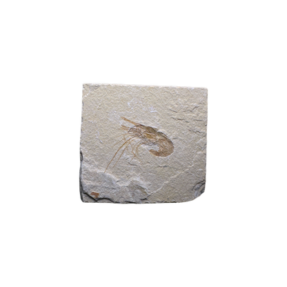 Shrimp Fossil