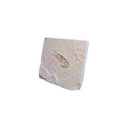 Shrimp Fossil