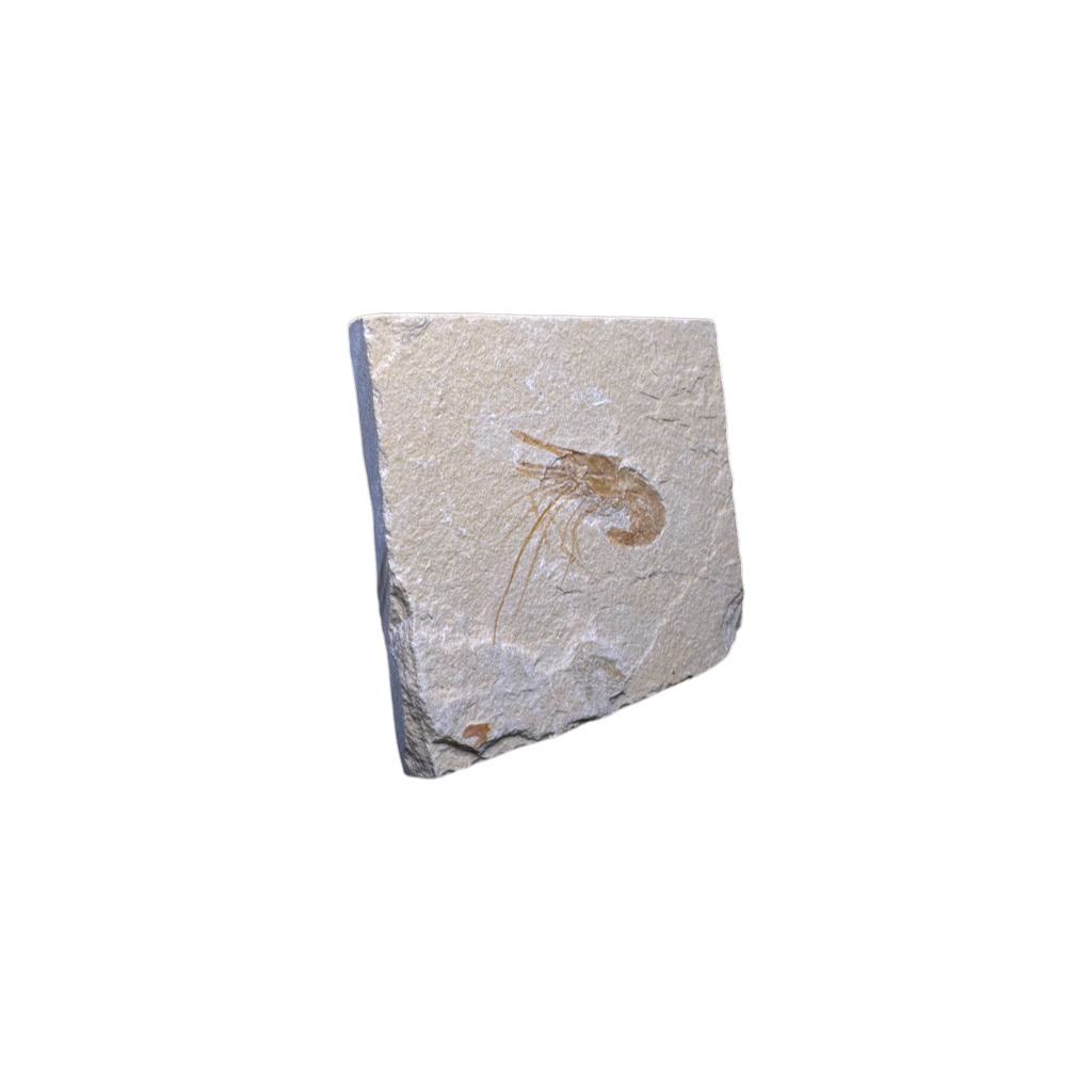 Shrimp Fossil