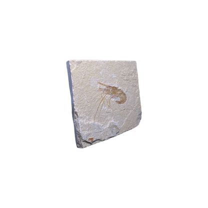 Shrimp Fossil