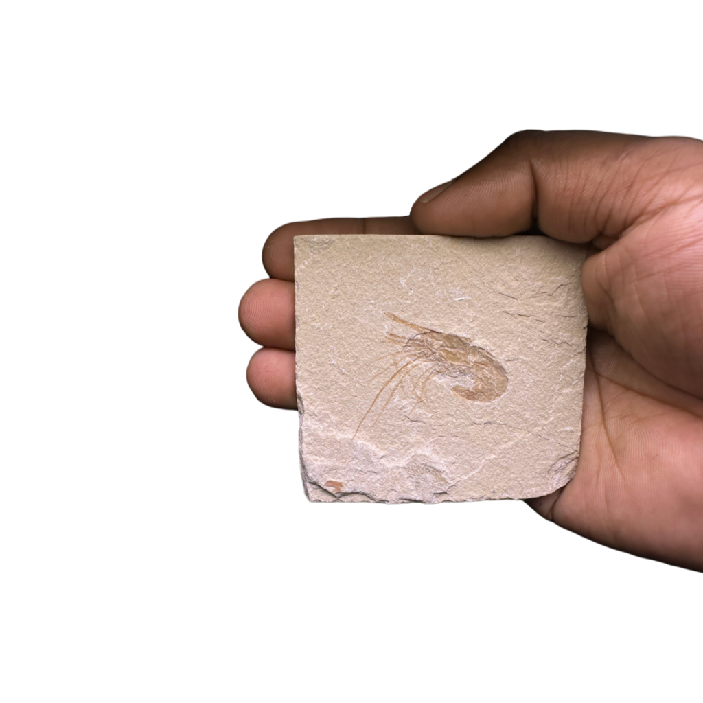 Shrimp Fossil