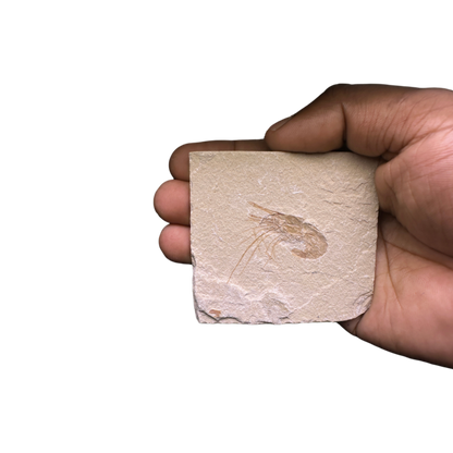 Shrimp Fossil