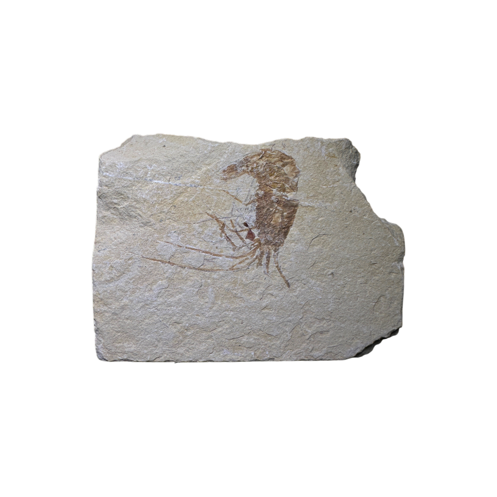 Shrimp Fossil