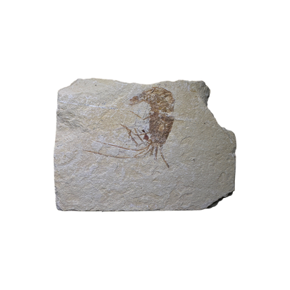 Shrimp Fossil