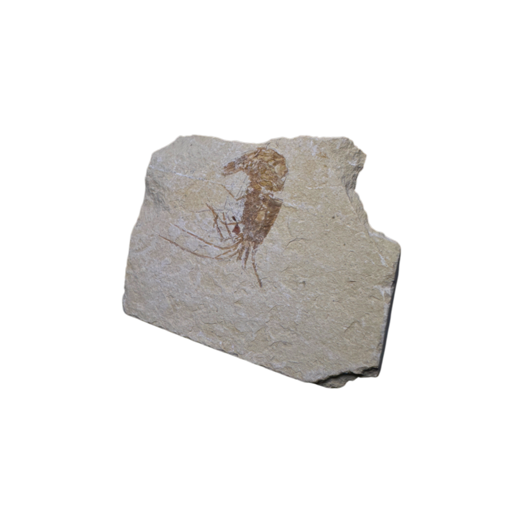 Shrimp Fossil