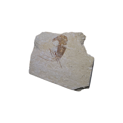 Shrimp Fossil