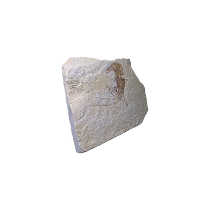 Shrimp Fossil