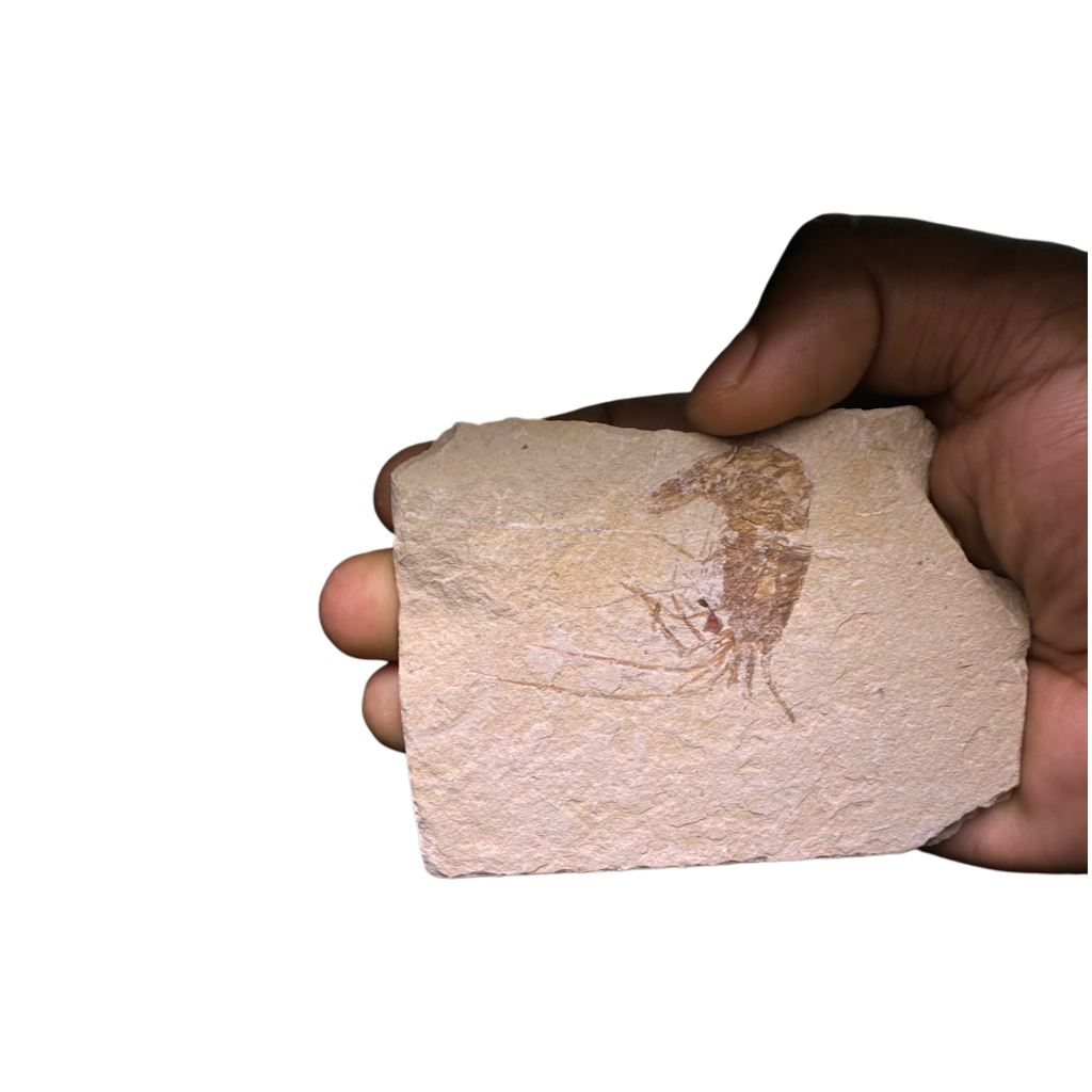 Shrimp Fossil